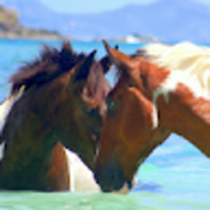 Meet your Posher, Kristine